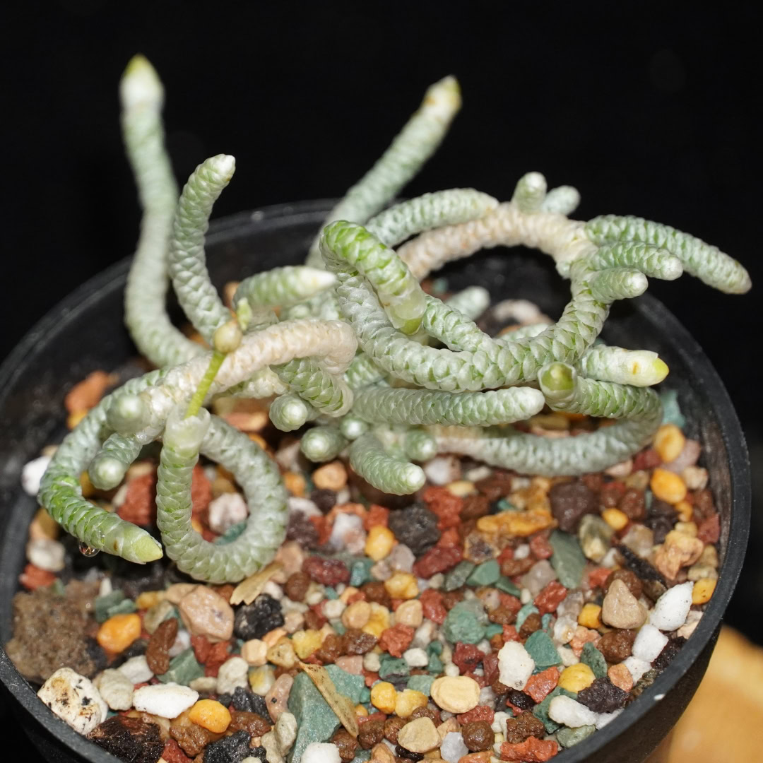 34 Suculentas Raras para conhecer, colecionar e cultivar 6 Anacampseros papyracea