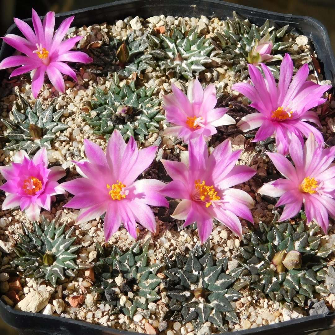 27 Cactos Raros de Beleza Exótica para Conhecer e Colecionar 2 Ariocarpus kotschoubeyanus