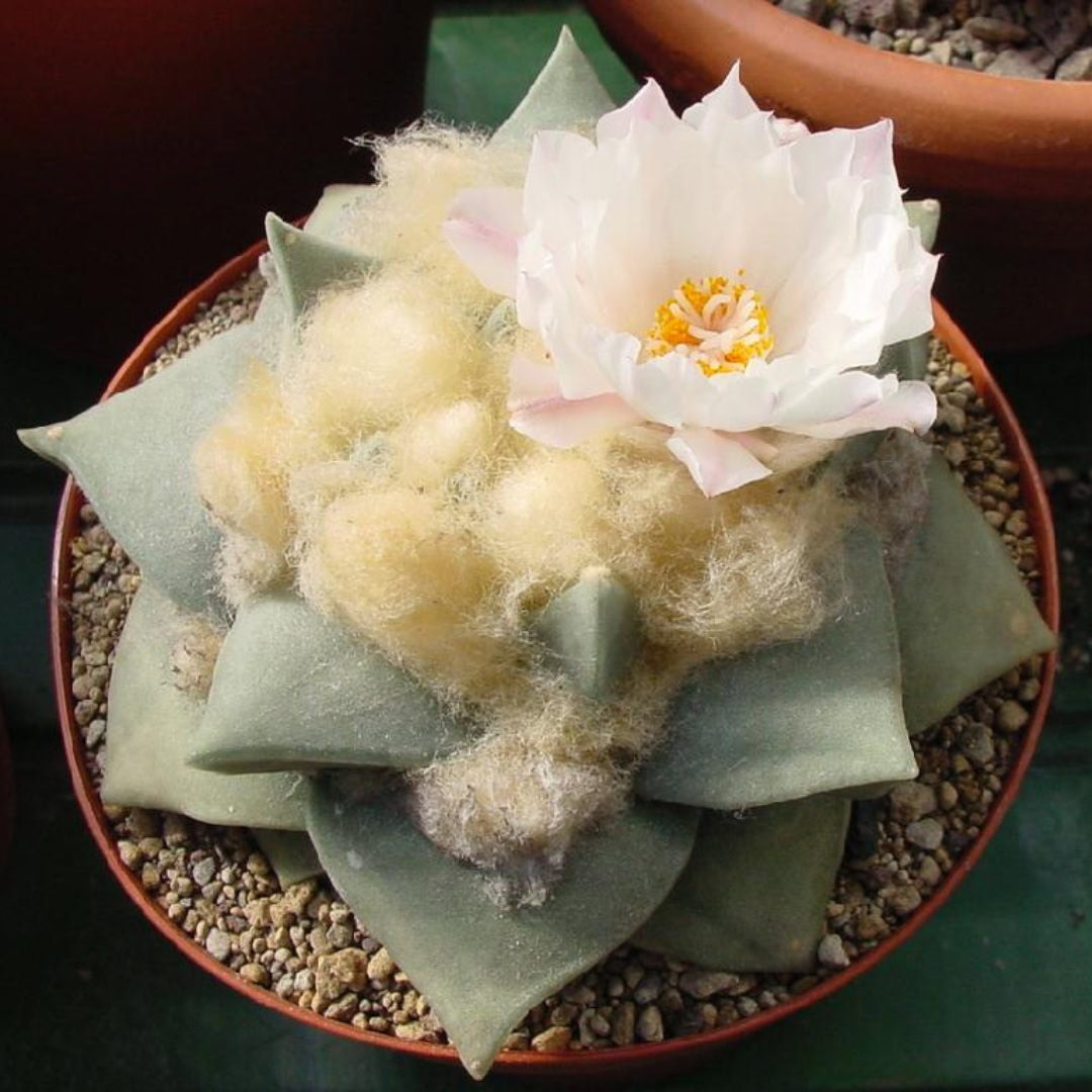 27 Cactos Raros de Beleza Exótica para Conhecer e Colecionar 1 Ariocarpus retusus