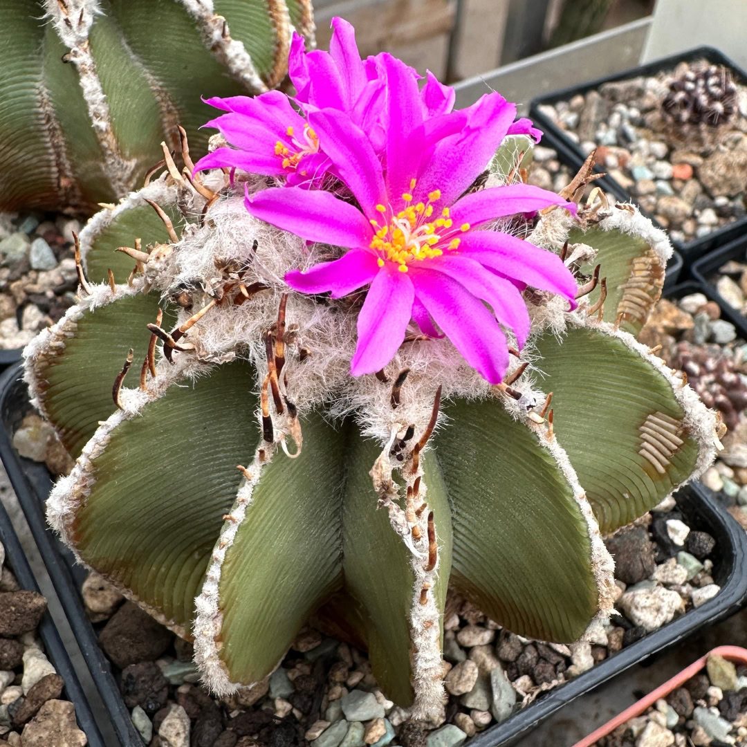 27 Cactos Raros de Beleza Exótica para Conhecer e Colecionar 7 Aztekium hintonii