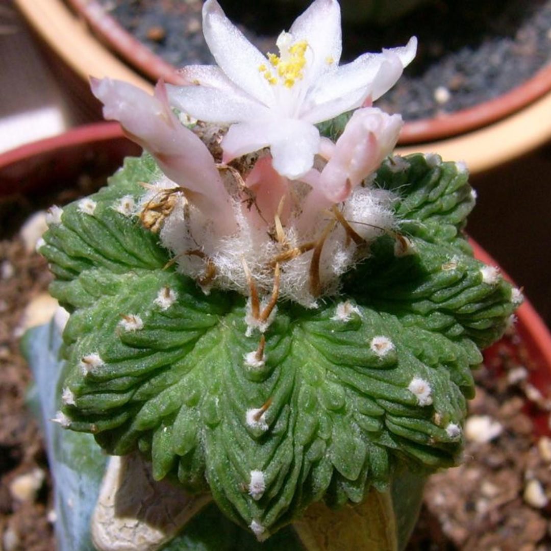 27 Cactos Raros de Beleza Exótica para Conhecer e Colecionar 6 Aztekium ritteri