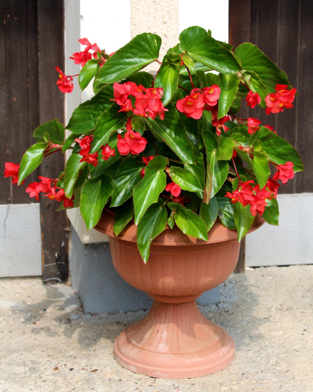 Types of Begonias: 42 Stunning Varieties and How to Care for Them Begonia 'Dragon Wing'