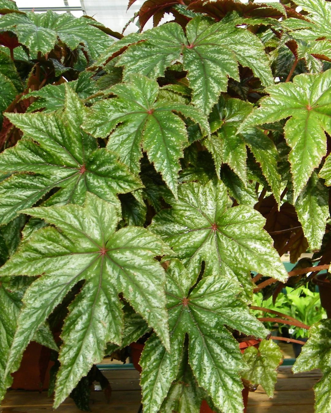 Types of Begonias: 42 Stunning Varieties and How to Care for Them Begonia 'Gryphon'
