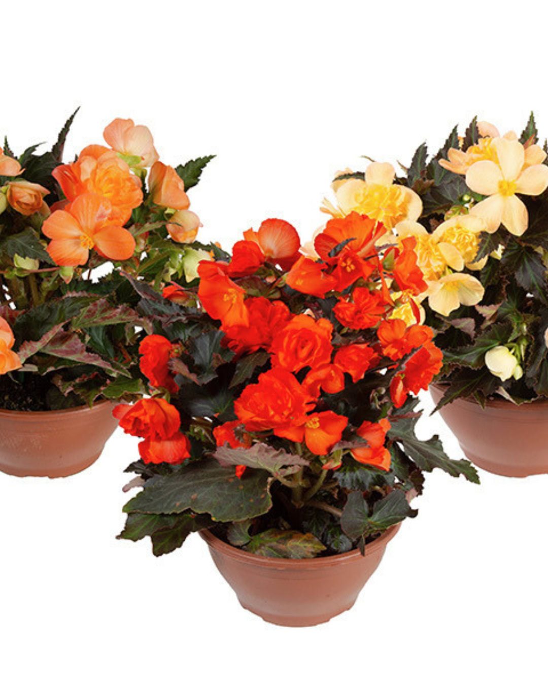 Types of Begonias: 42 Stunning Varieties and How to Care for Them Begonia I’CONIA