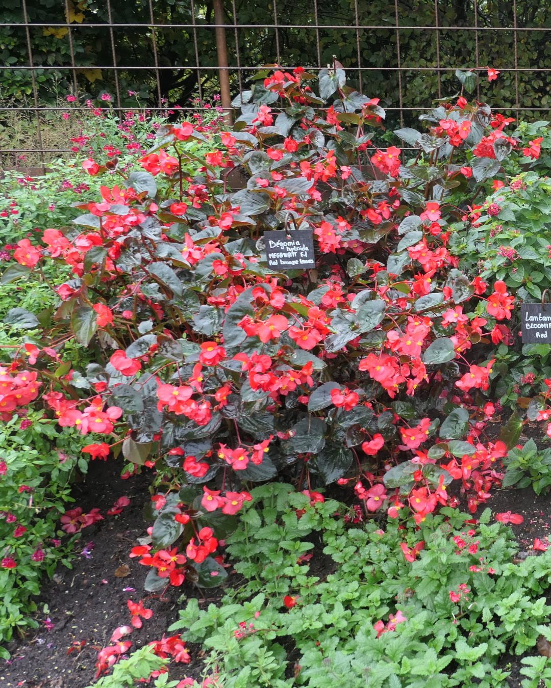 Types of Begonias: 42 Stunning Varieties and How to Care for Them Begonia Megawatt