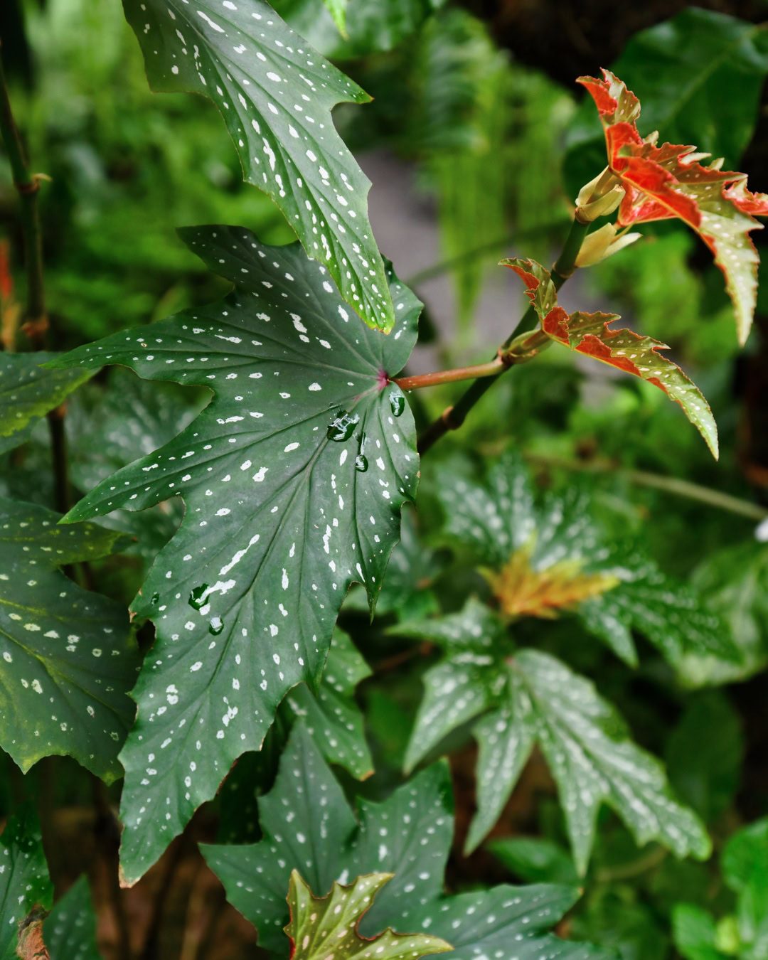 Types of Begonias: 42 Stunning Varieties and How to Care for Them Begonia aconitifolia