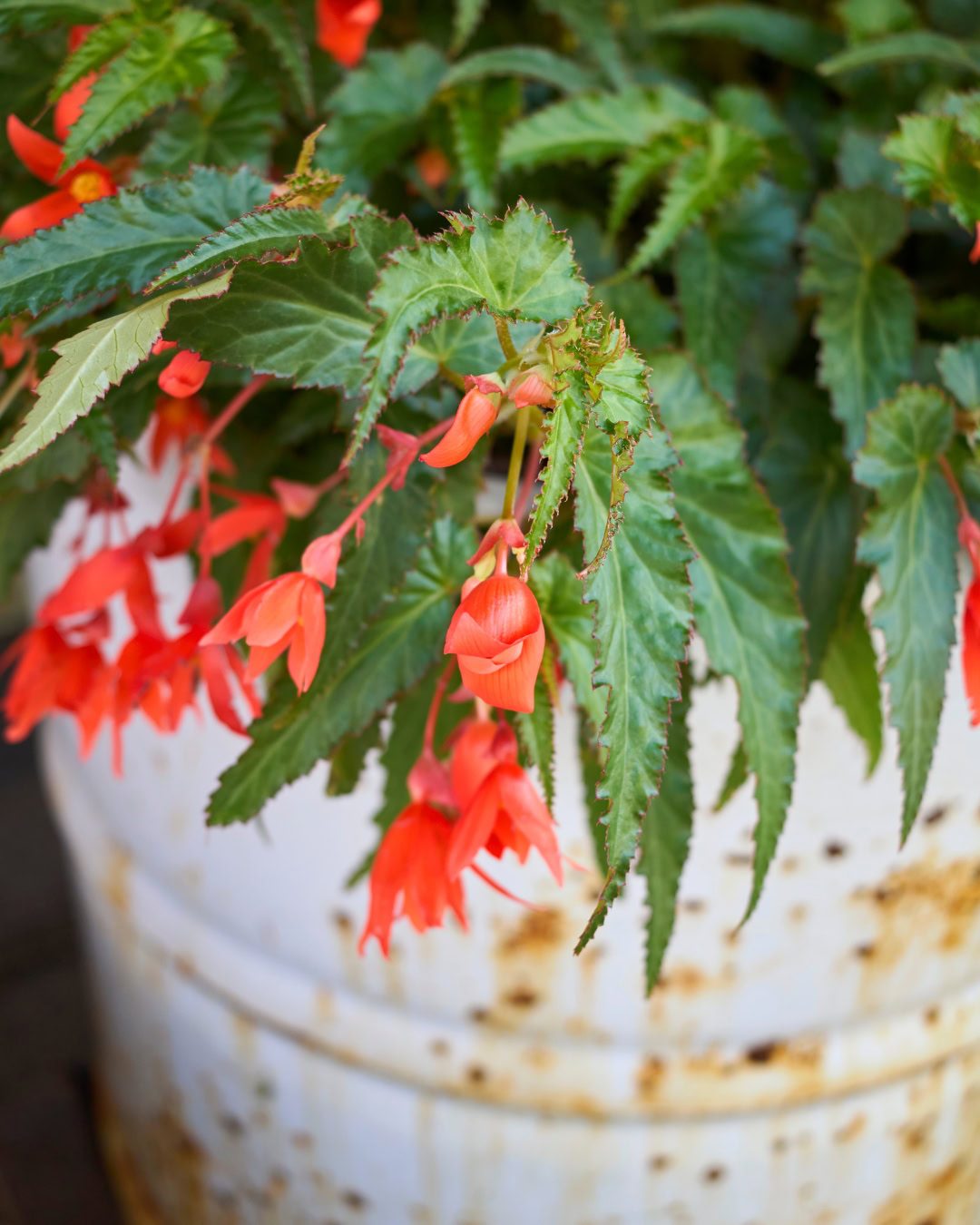 Types of Begonias: 42 Stunning Varieties and How to Care for Them Begonia boliviensis