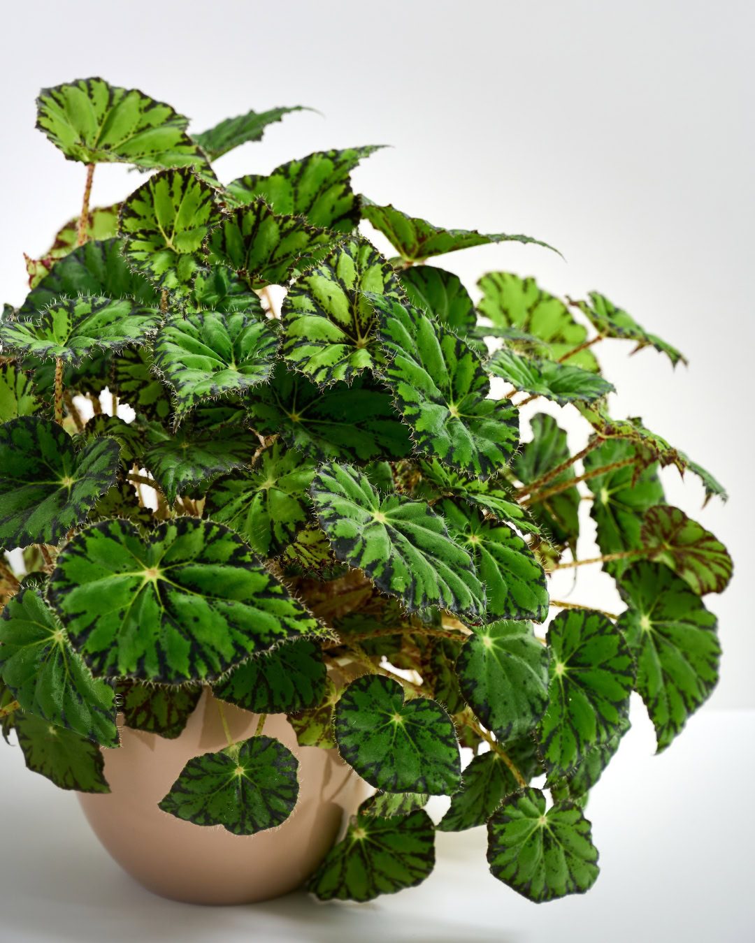 Types of Begonias: 42 Stunning Varieties and How to Care for Them Begonia bowerae