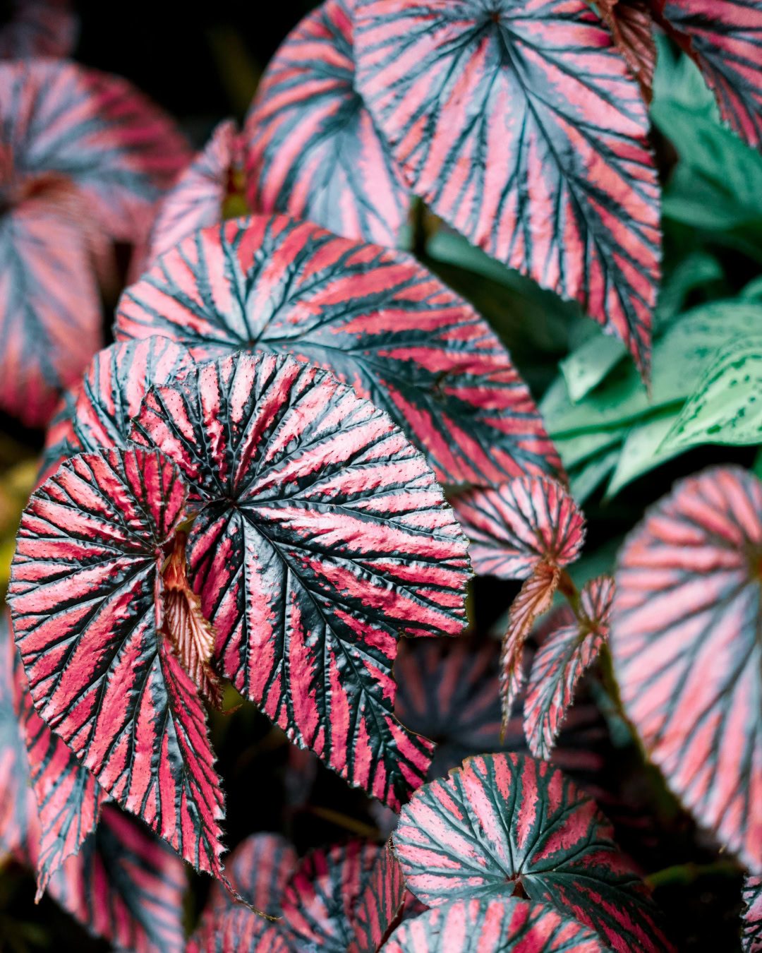 Types of Begonias: 42 Stunning Varieties and How to Care for Them Begonia brevirimosa