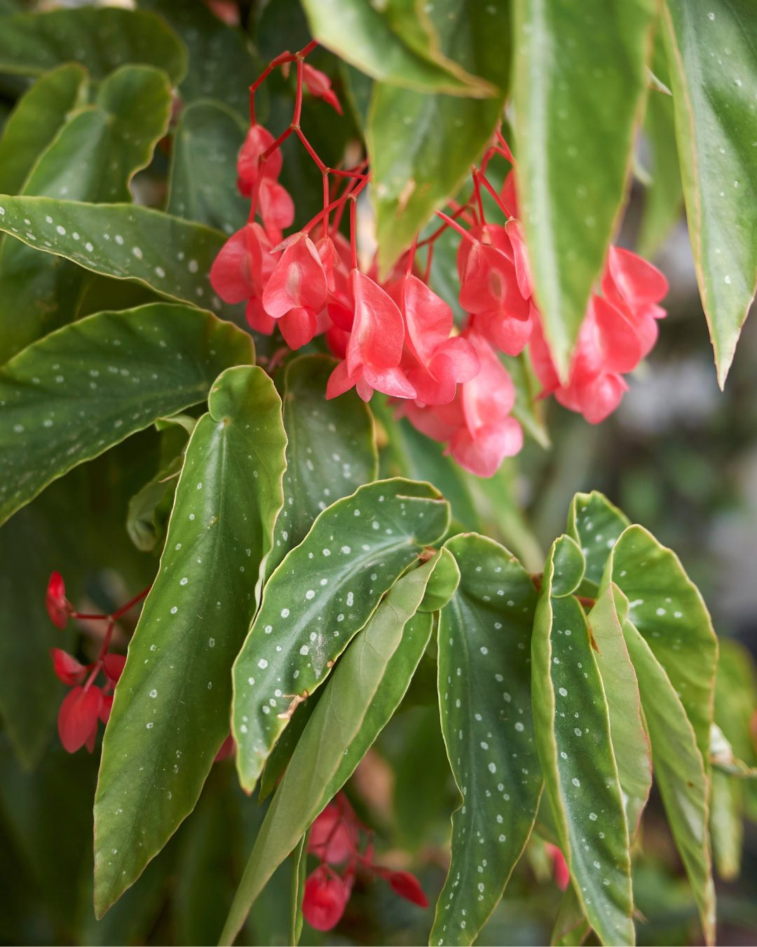 Types of Begonias: 42 Stunning Varieties and How to Care for Them Begonia coccinea