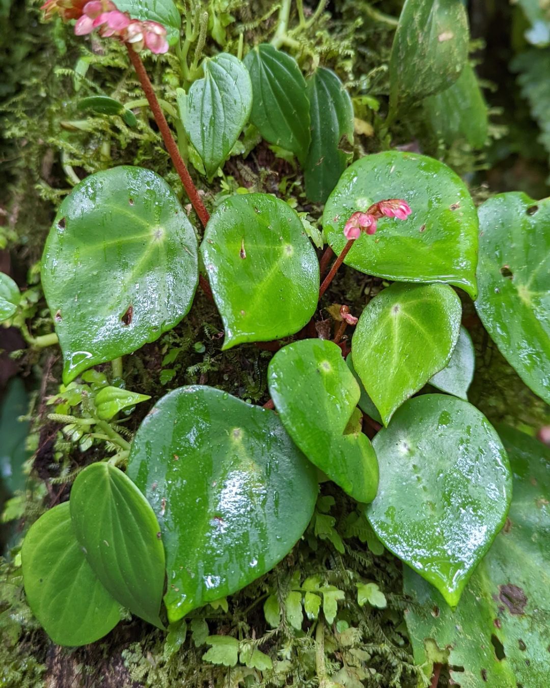 Types of Begonias: 42 Stunning Varieties and How to Care for Them Begonia conchifolia