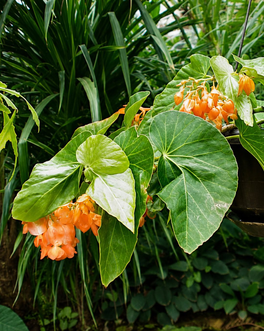 Types of Begonias: 42 Stunning Varieties and How to Care for Them Begonia dichroa