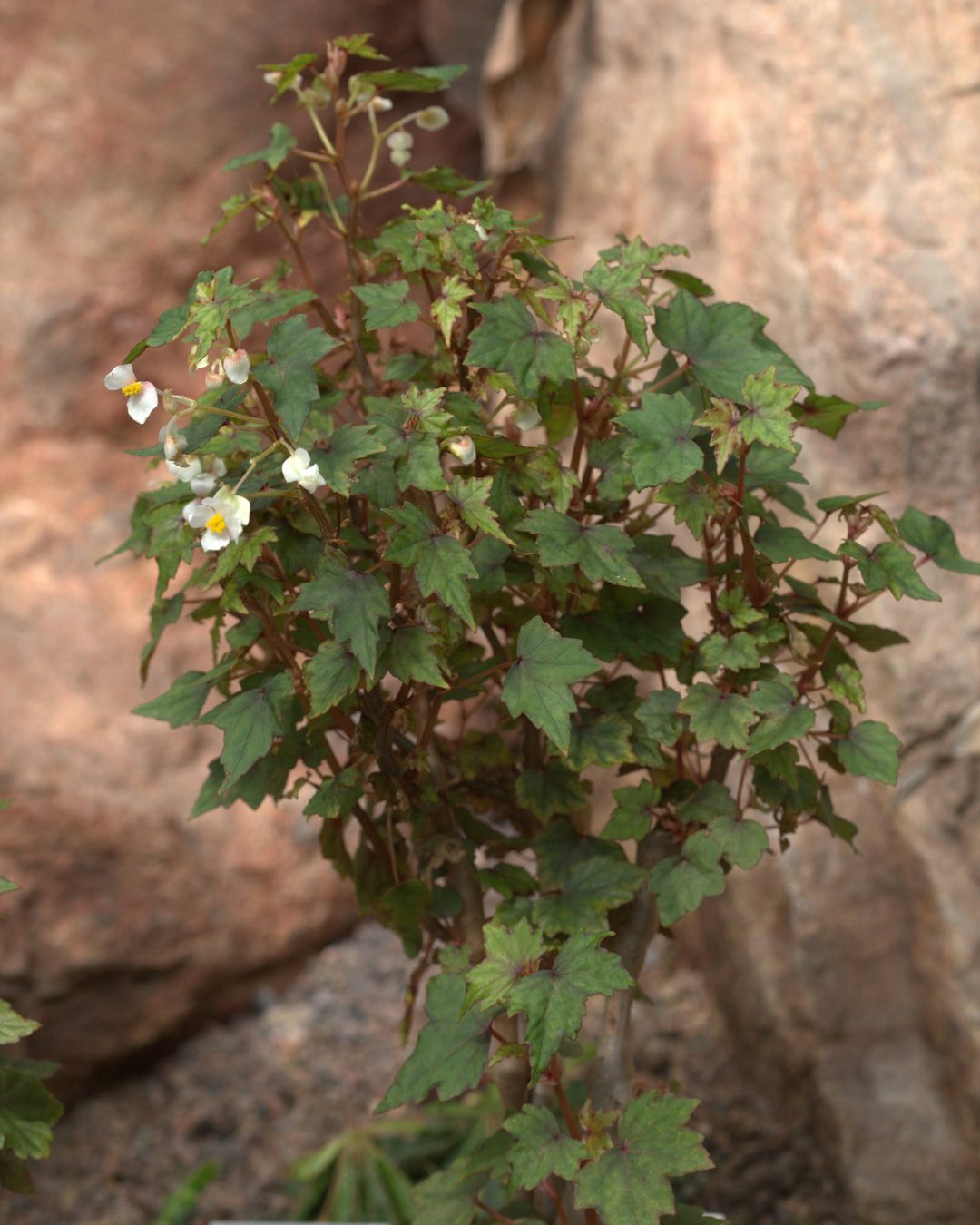Types of Begonias: 42 Stunning Varieties and How to Care for Them Begonia dregei