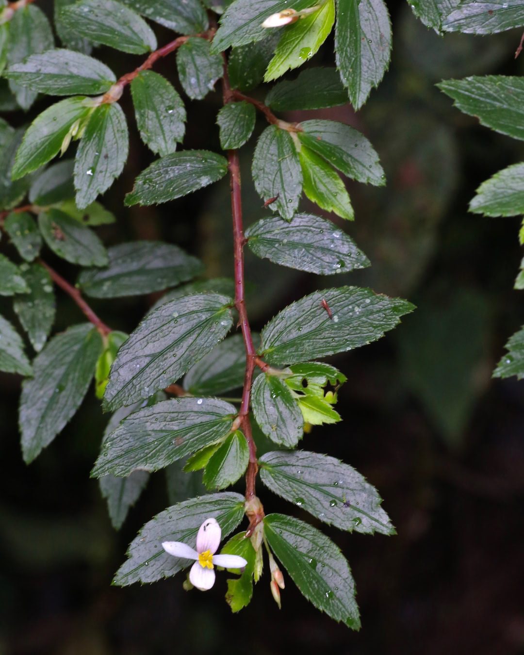 Types of Begonias: 42 Stunning Varieties and How to Care for Them Begonia foliosa