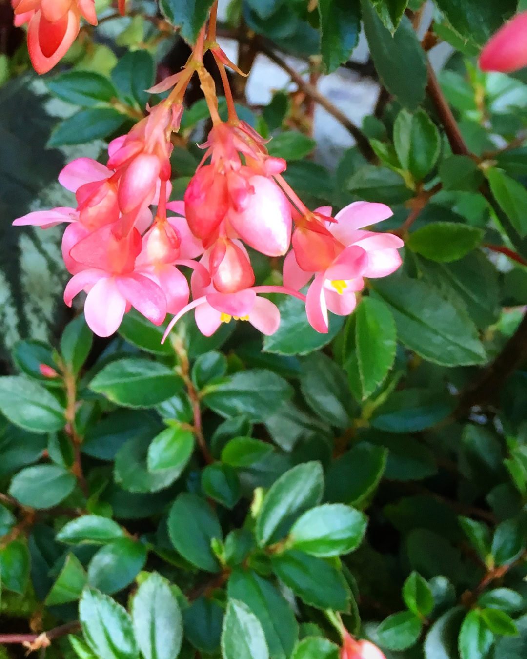 Types of Begonias: 42 Stunning Varieties and How to Care for Them Begonia fuchsioides