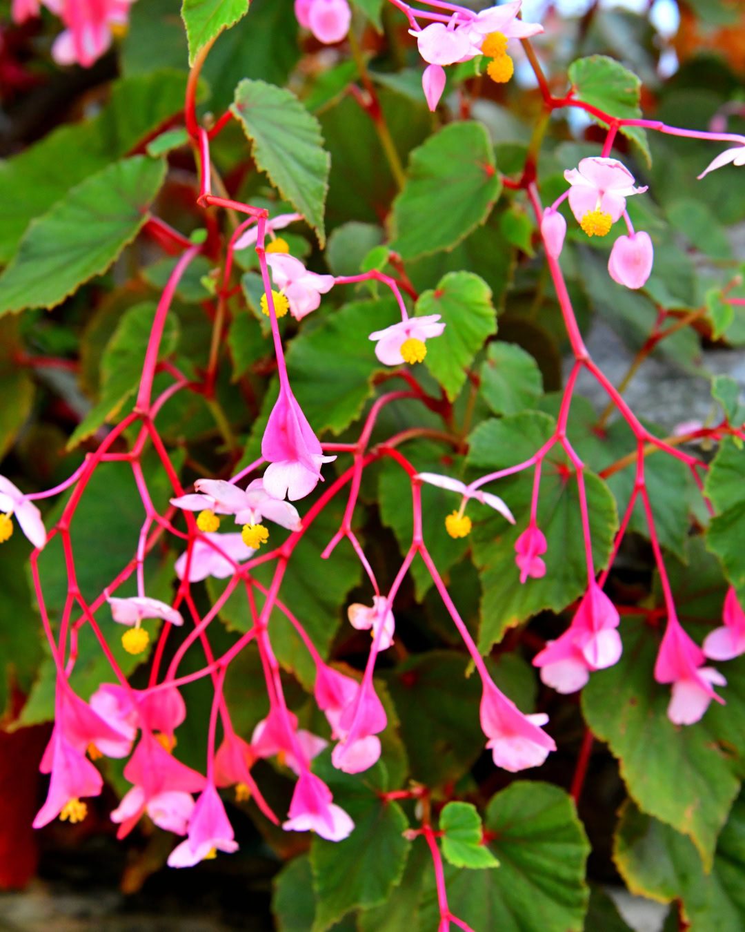 Types of Begonias: 42 Stunning Varieties and How to Care for Them Begonia grandis