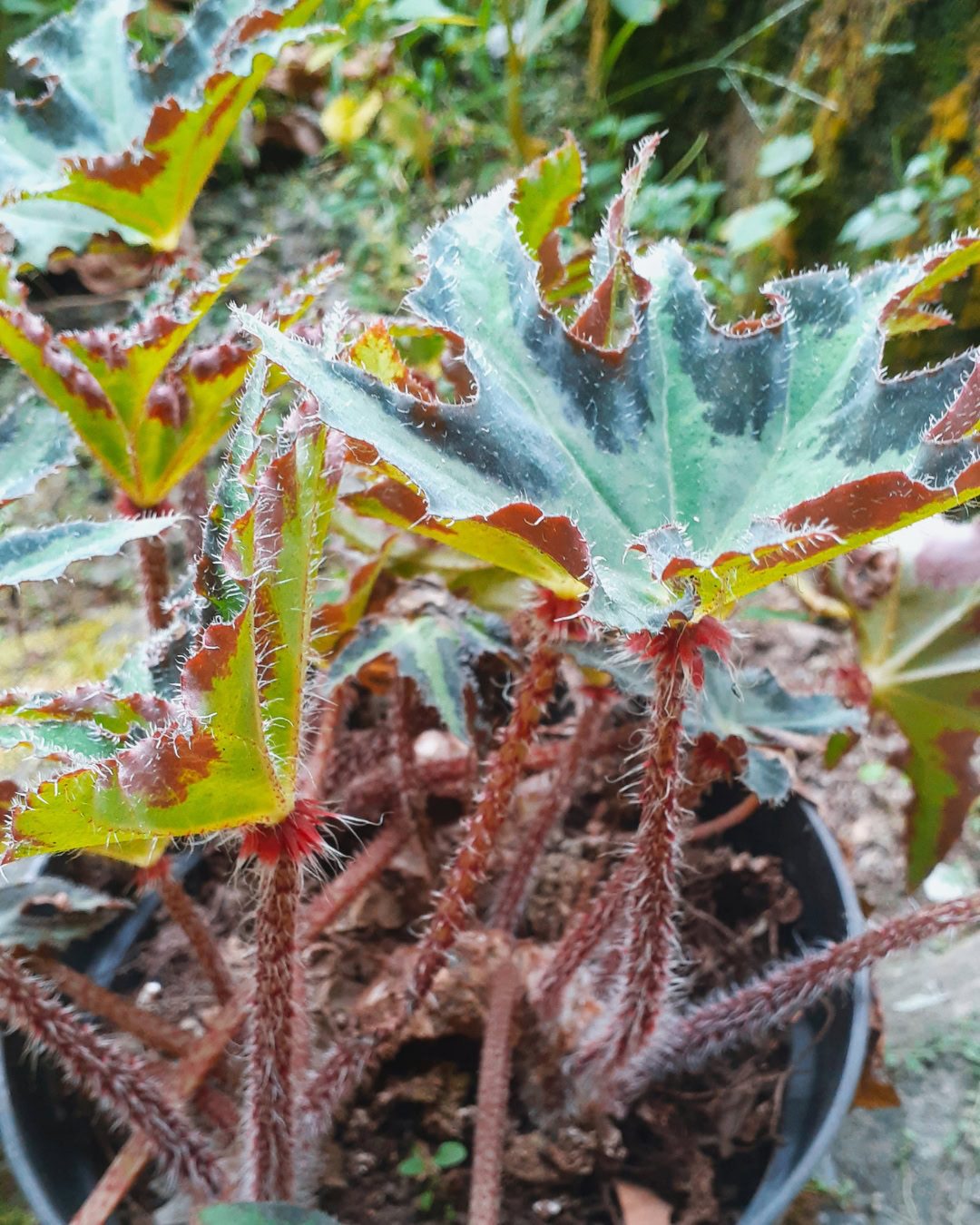 Types of Begonias: 42 Stunning Varieties and How to Care for Them Begonia heracleifolia