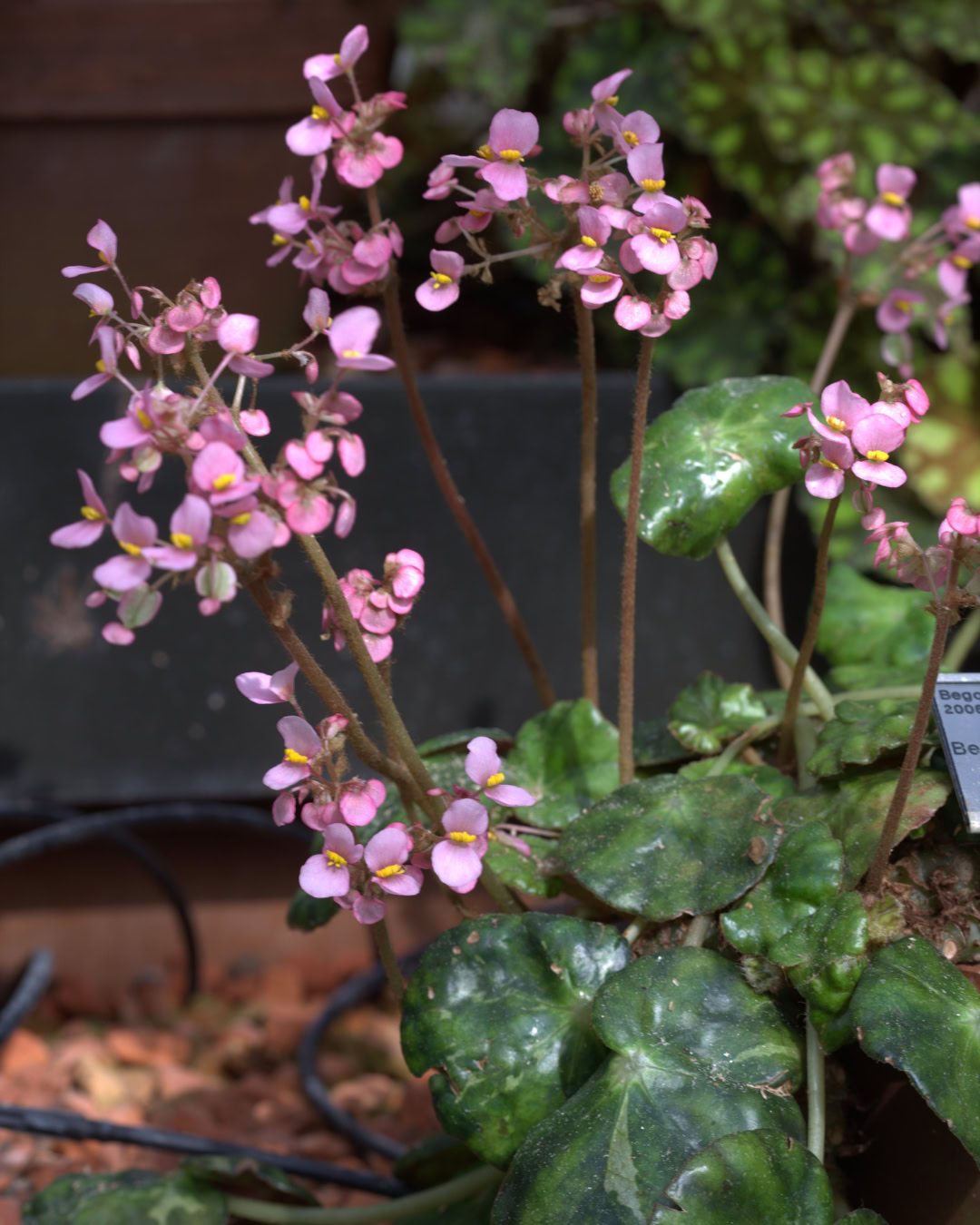 Types of Begonias: 42 Stunning Varieties and How to Care for Them Begonia hydrocotylifolia