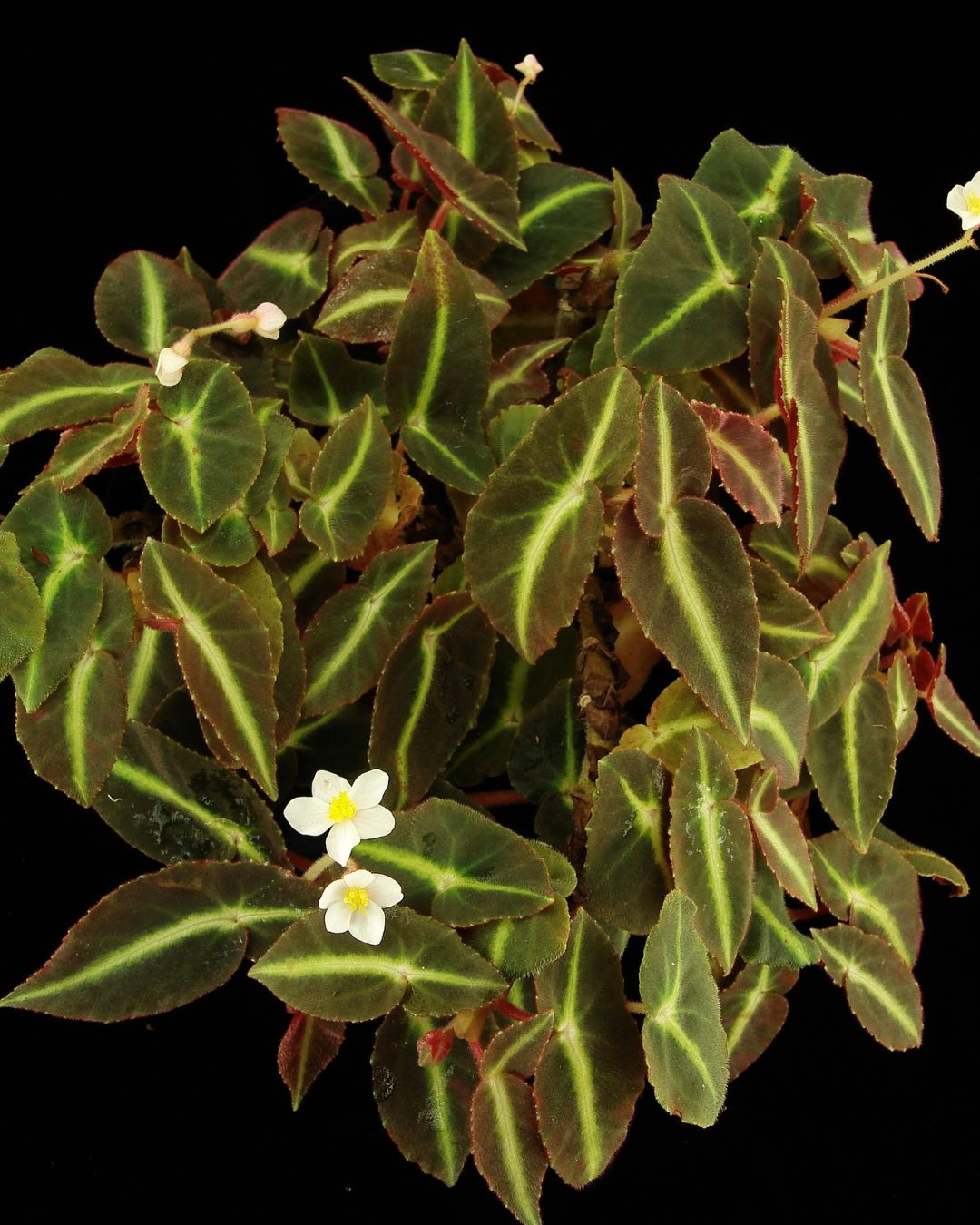 Types of Begonias: 42 Stunning Varieties and How to Care for Them Begonia listada