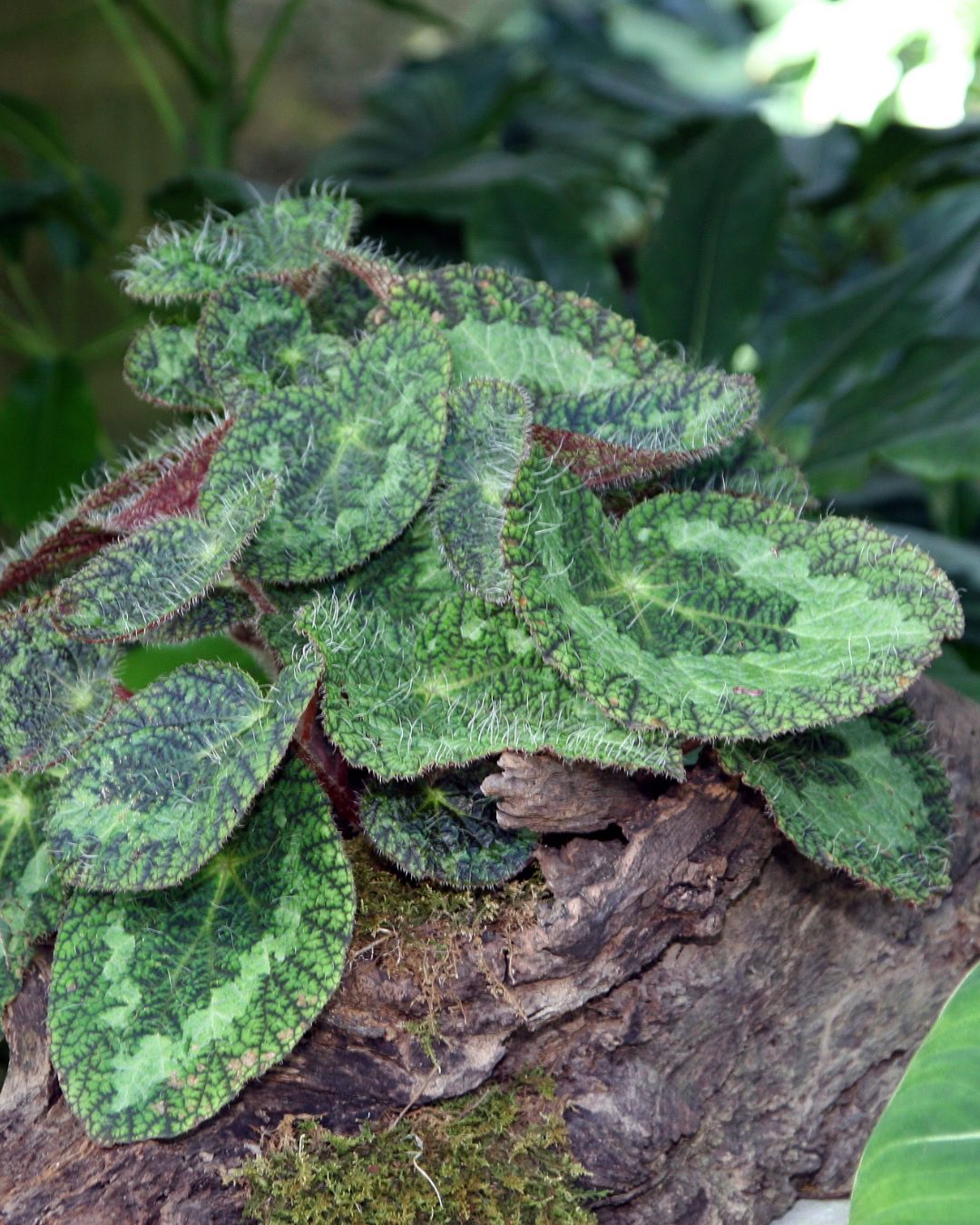 Types of Begonias: 42 Stunning Varieties and How to Care for Them Begonia longiciliata sizemoreae