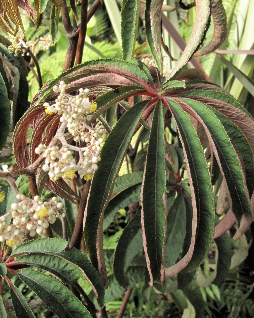 Types of Begonias: 42 Stunning Varieties and How to Care for Them Begonia luxurians