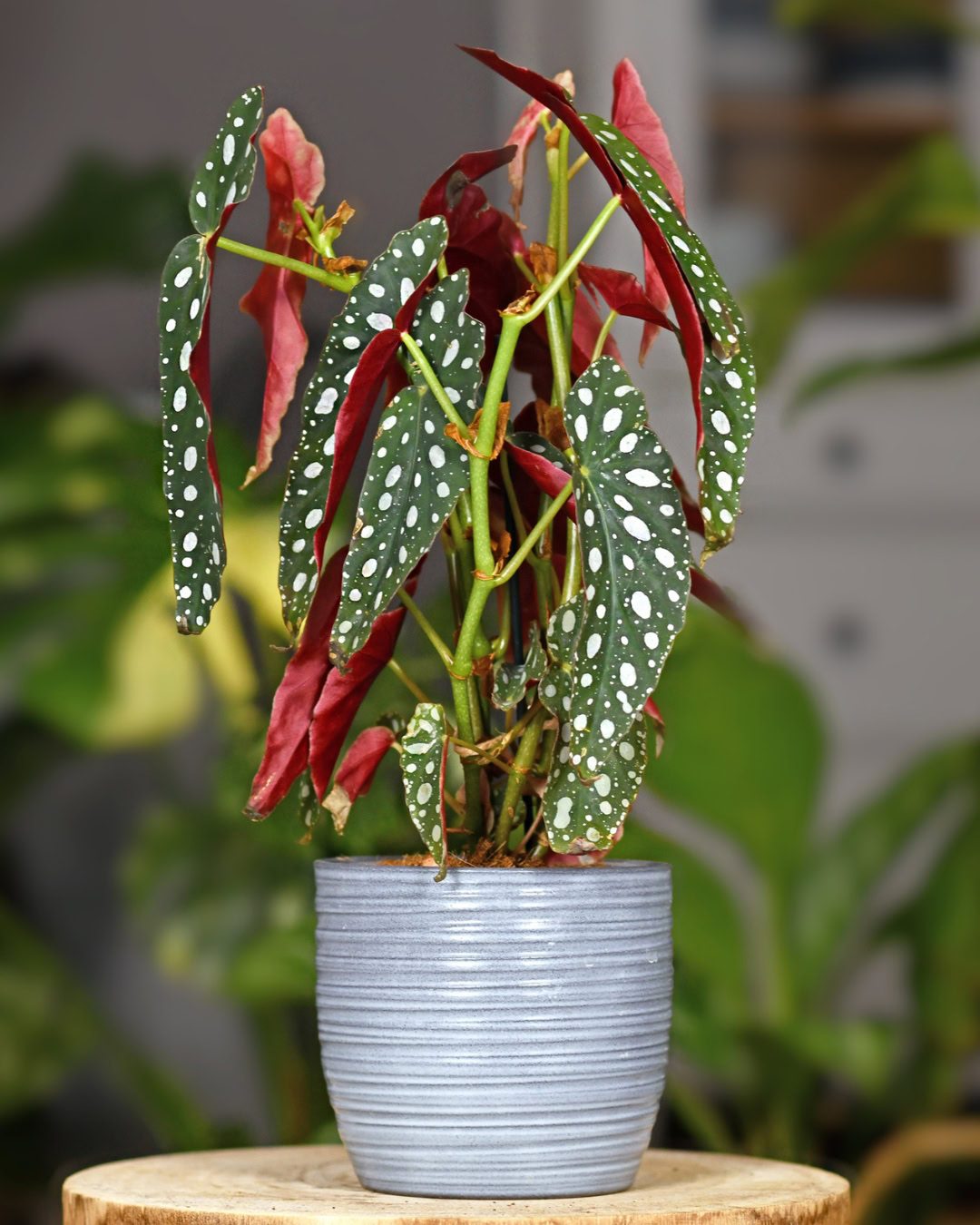 Types of Begonias: 42 Stunning Varieties and How to Care for Them Begonia maculata