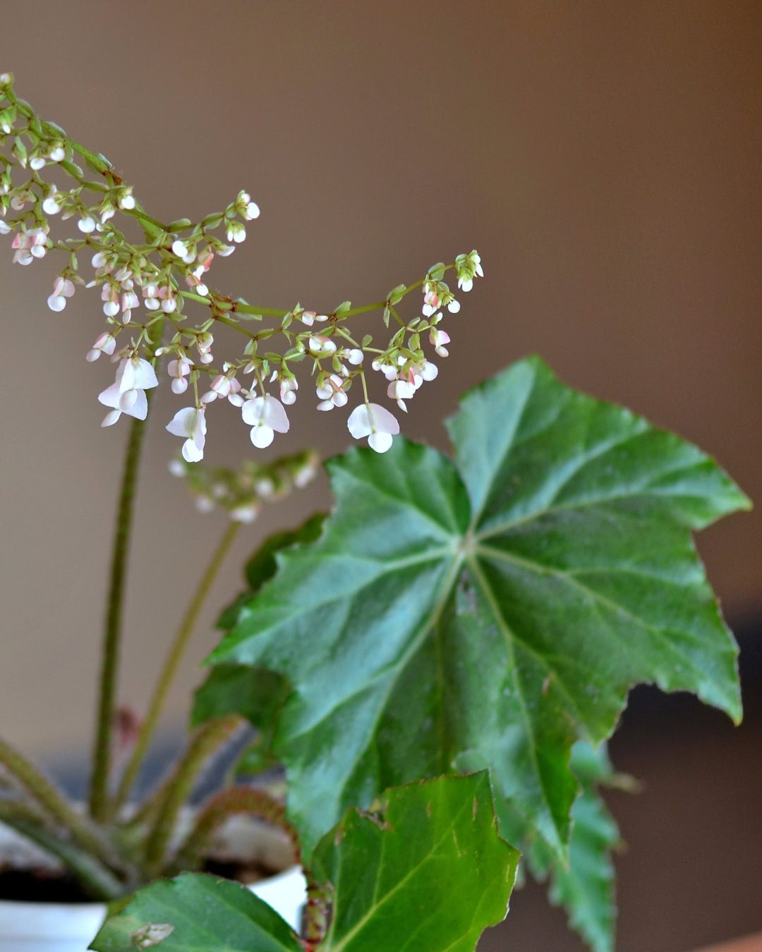Types of Begonias: 42 Stunning Varieties and How to Care for Them Begonia manicata