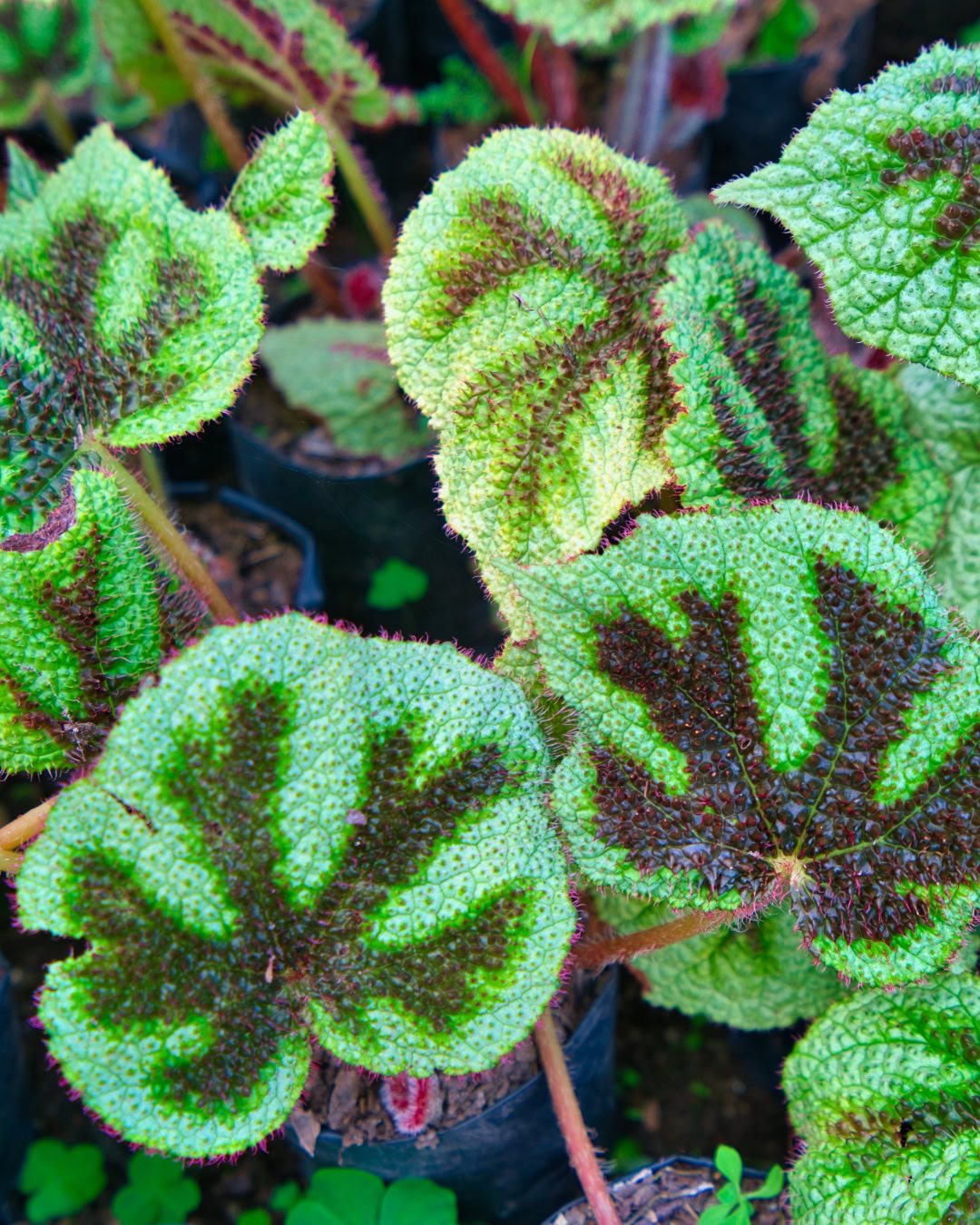 Types of Begonias: 42 Stunning Varieties and How to Care for Them Begonia masoniana