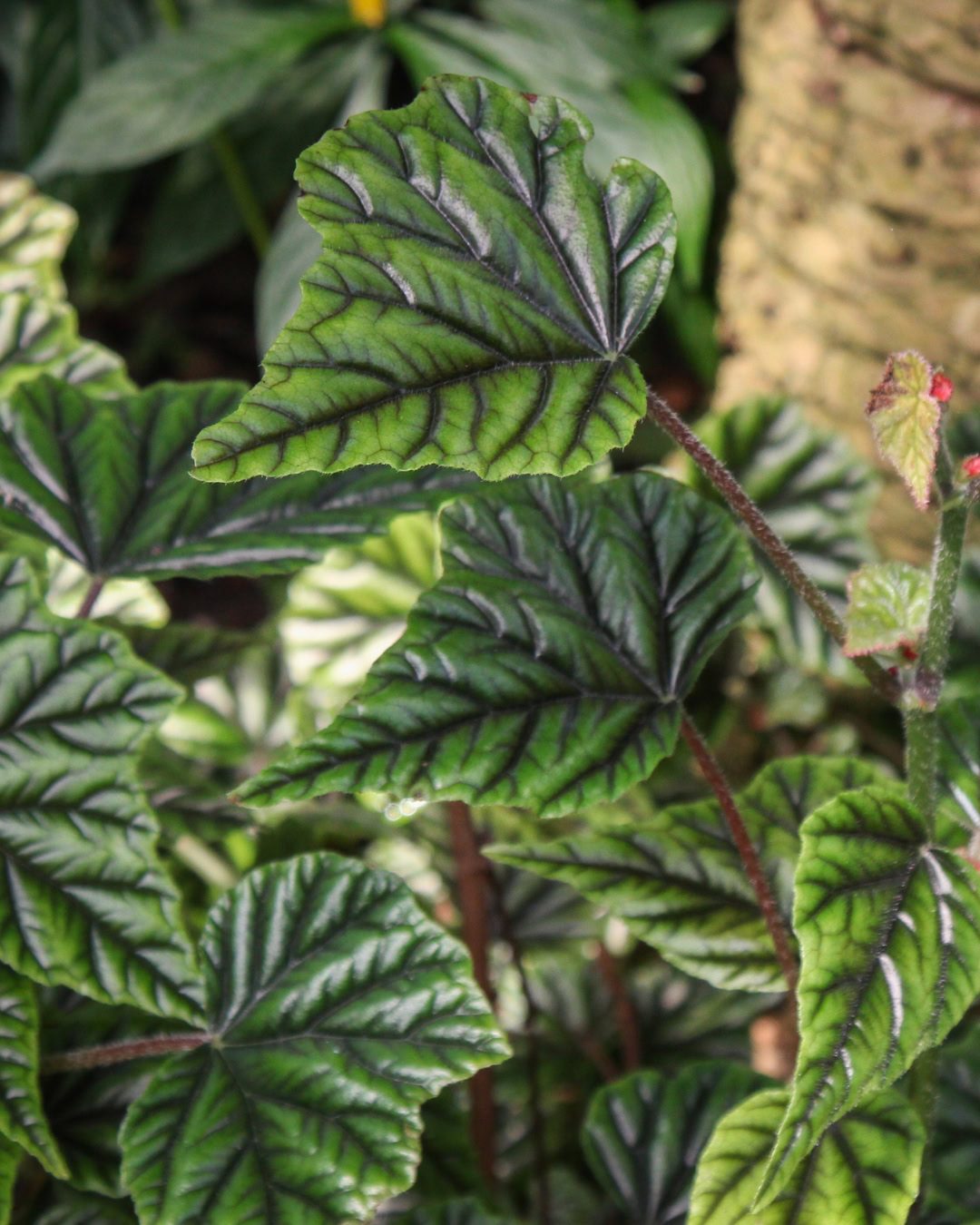 Types of Begonias: 42 Stunning Varieties and How to Care for Them Begonia metallica