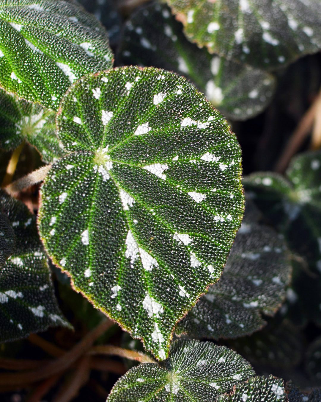 Types of Begonias: 42 Stunning Varieties and How to Care for Them Begonia pustulata