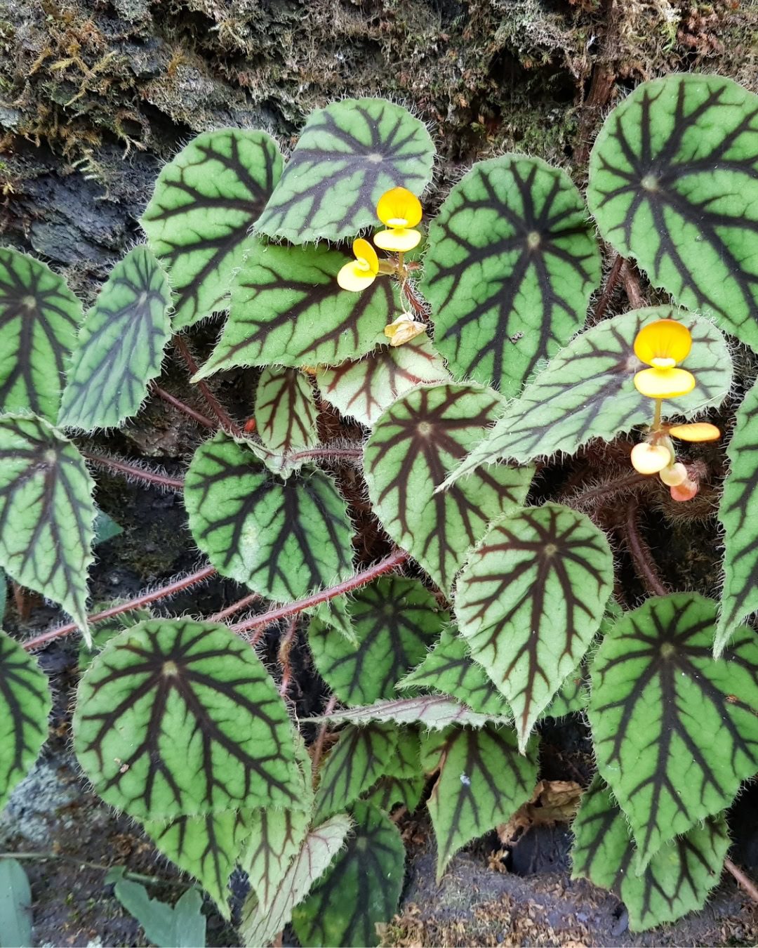 Types of Begonias: 42 Stunning Varieties and How to Care for Them Begonia quadrialata