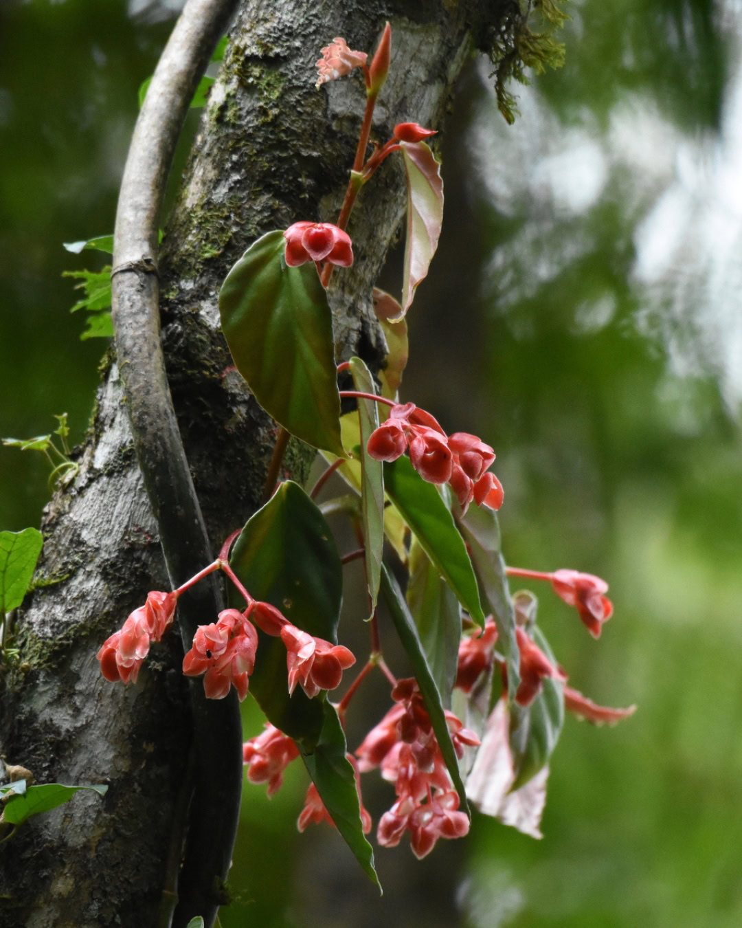 Types of Begonias: 42 Stunning Varieties and How to Care for Them Begonia radicans