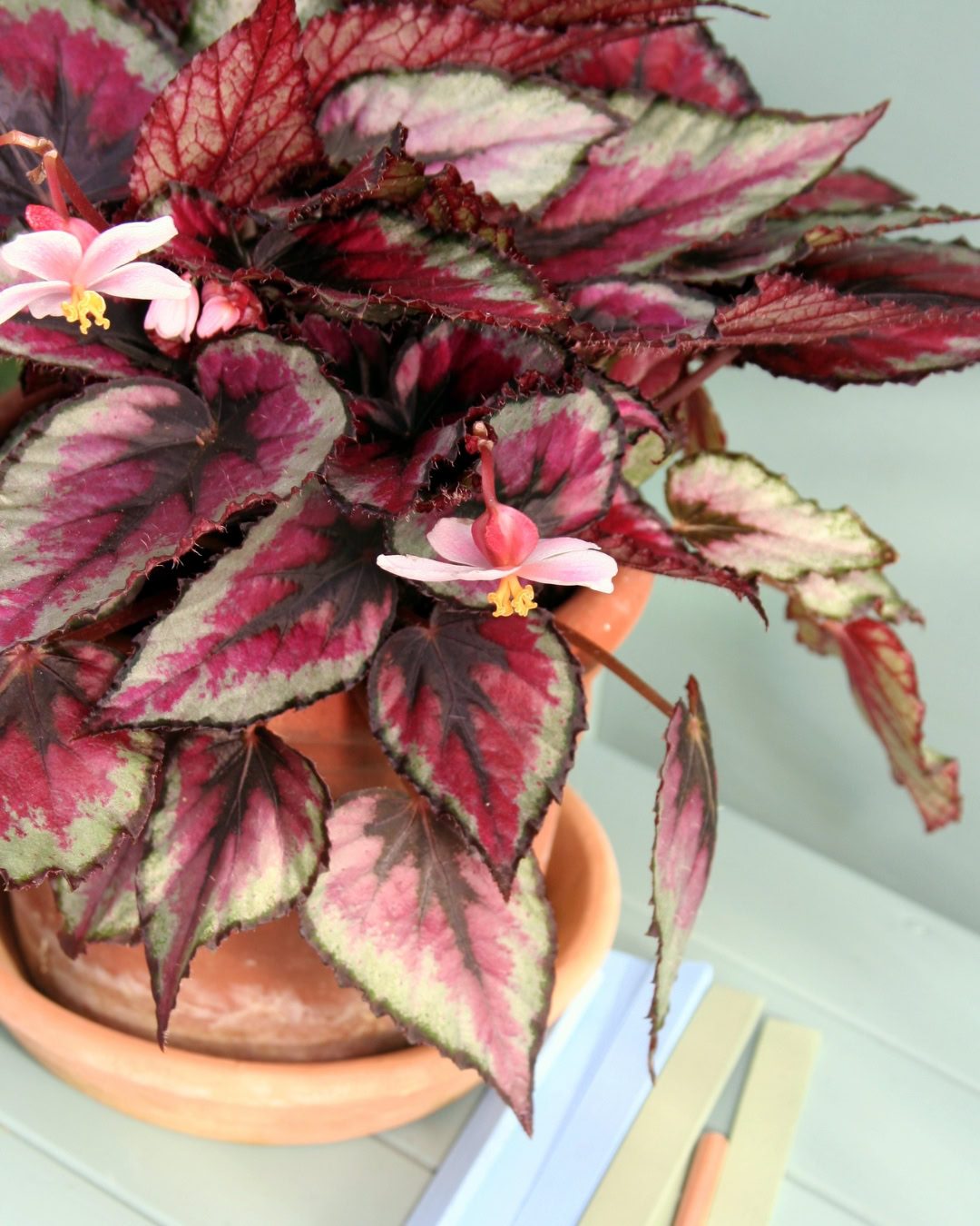 Types of Begonias: 42 Stunning Varieties and How to Care for Them Rex begonia