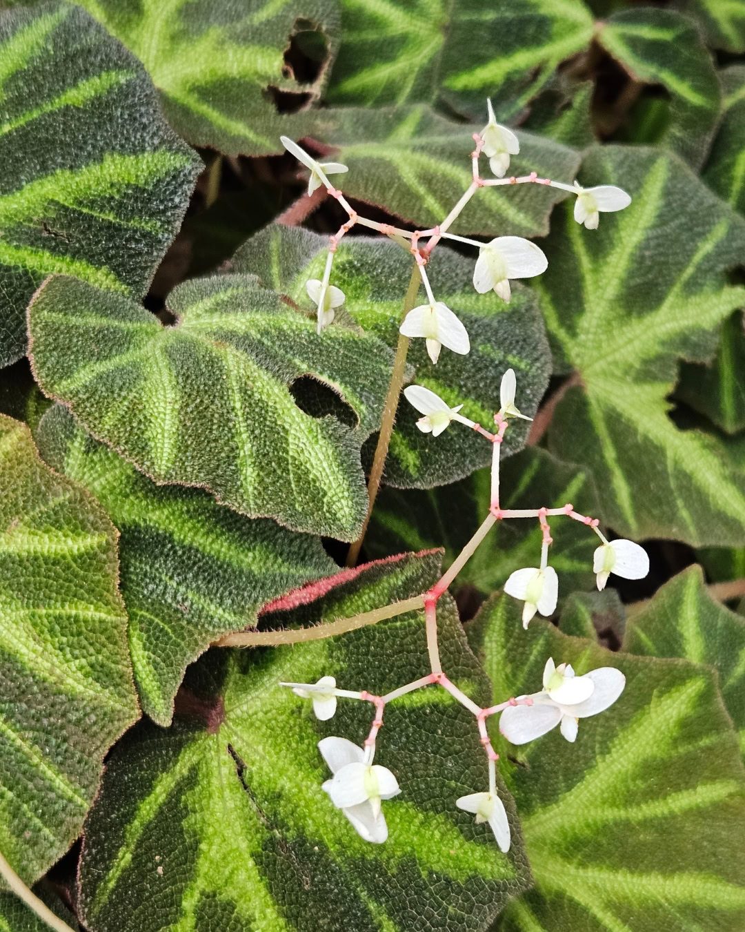 Types of Begonias: 42 Stunning Varieties and How to Care for Them Begonia solimutata
