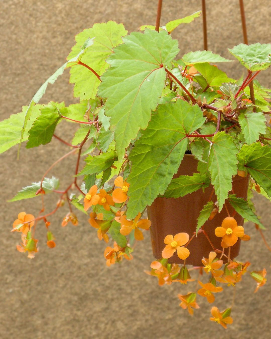 Types of Begonias: 42 Stunning Varieties and How to Care for Them Begonia sutherlandii