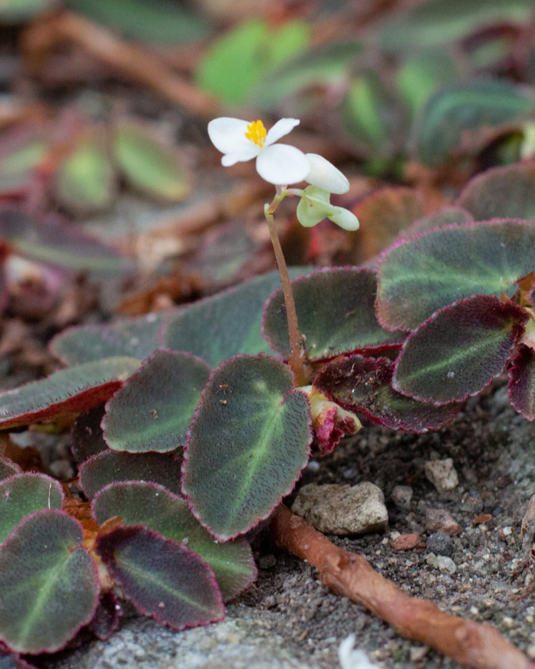 Types of Begonias: 42 Stunning Varieties and How to Care for Them Begonia thelmae