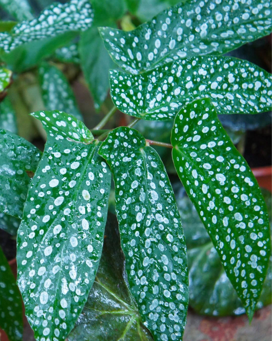 Types of Begonias: 42 Stunning Varieties and How to Care for Them Begonia × albopicta