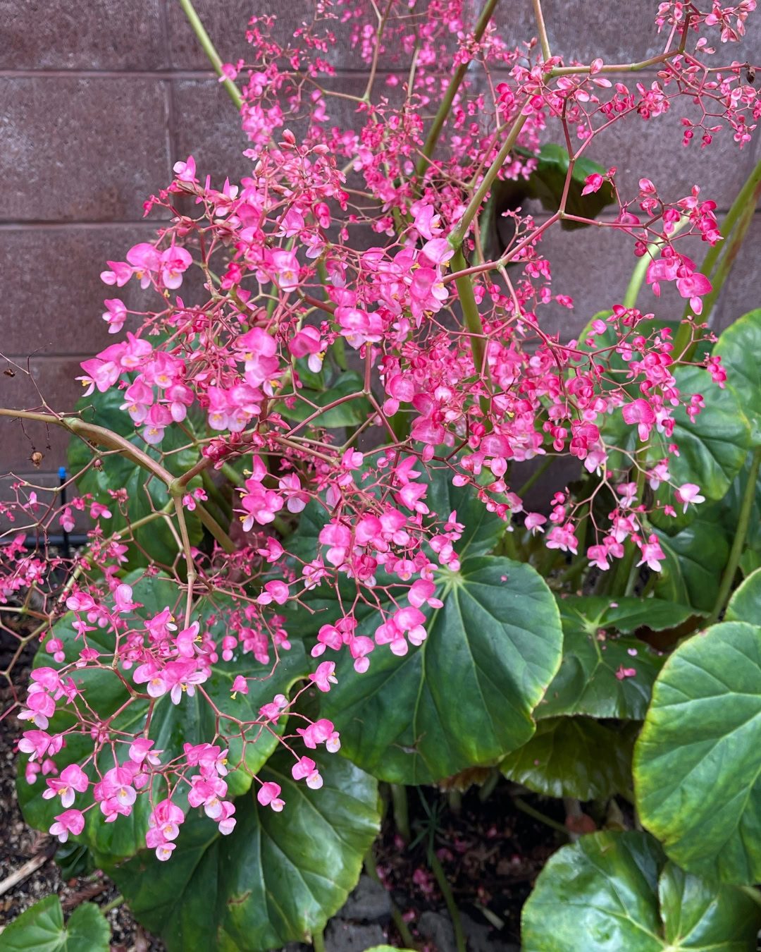 Types of Begonias: 42 Stunning Varieties and How to Care for Them Begonia × erythrophylla