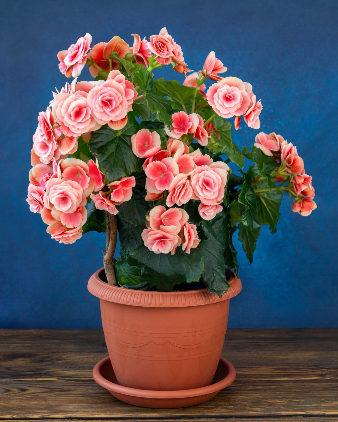 Types of Begonias: 42 Stunning Varieties and How to Care for Them Begonia elatior - Begonia × hiemalis