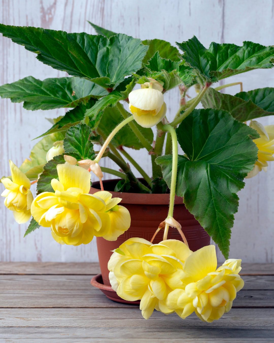 42 Tipos de Begônia: Fotos, Nomes e como cuidar em Casa 2 Begonia tuberosa - Begonia × tuberhybrida