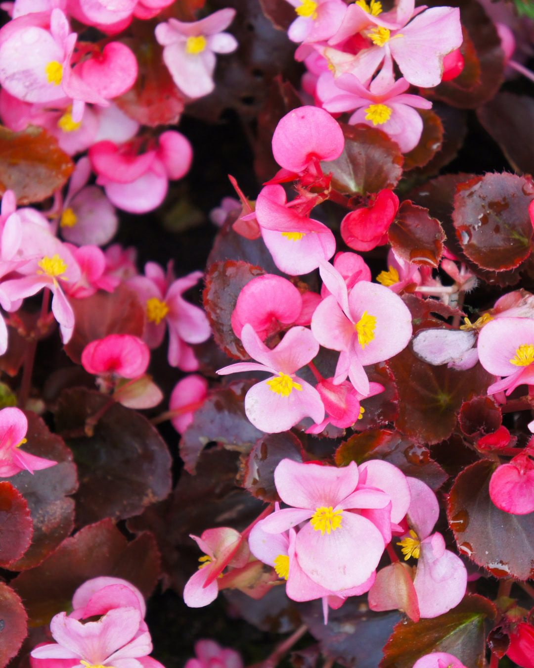 Begonia cucullata Begonia cucullata