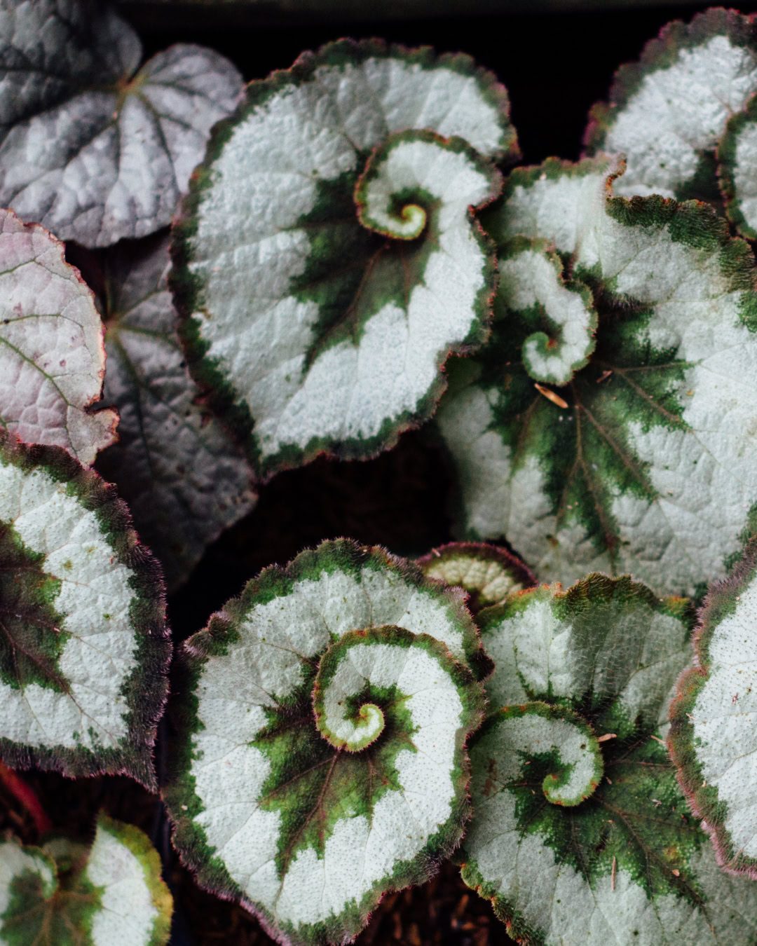 Types of Begonias: 42 Stunning Varieties and How to Care for Them Escargot