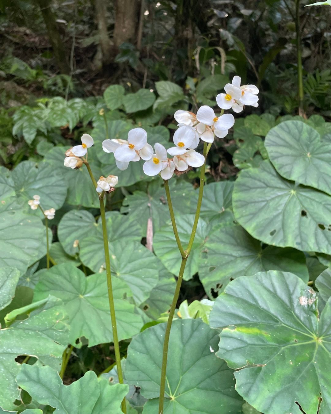 Types of Begonias: 42 Stunning Varieties and How to Care for Them Begonia nelumbiifolia