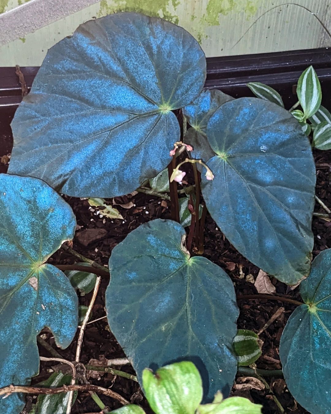 Types of Begonias: 42 Stunning Varieties and How to Care for Them Begonia pavonina