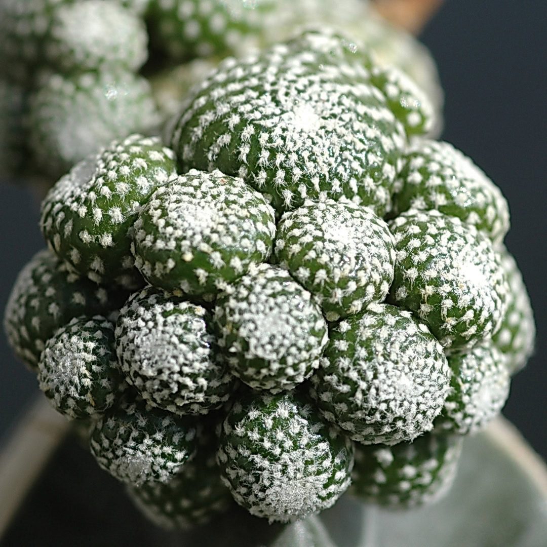 27 Cactos Raros de Beleza Exótica para Conhecer e Colecionar 15 Blossfeldia liliputana