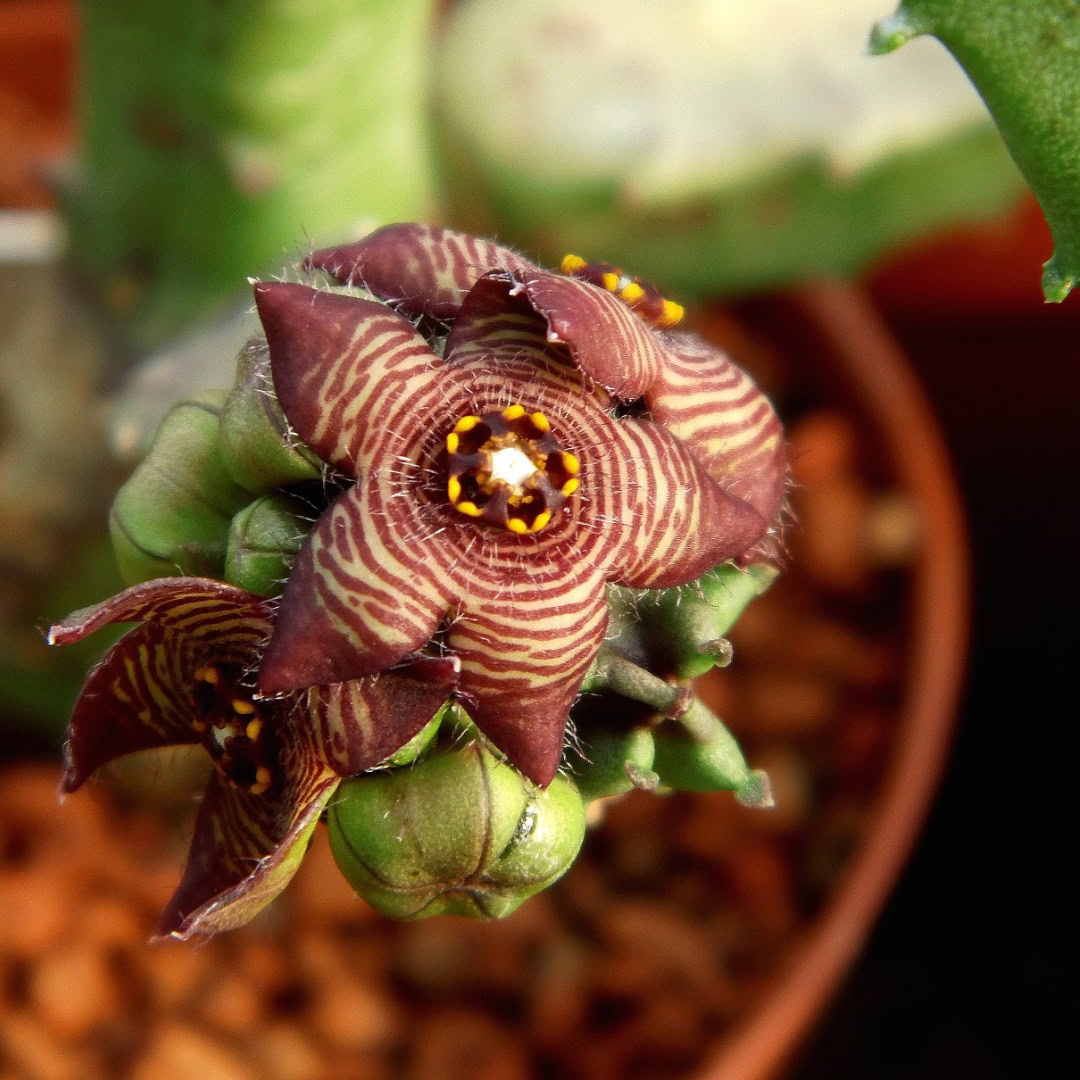 34 Suculentas Raras para conhecer, colecionar e cultivar 16 Caralluma europaea