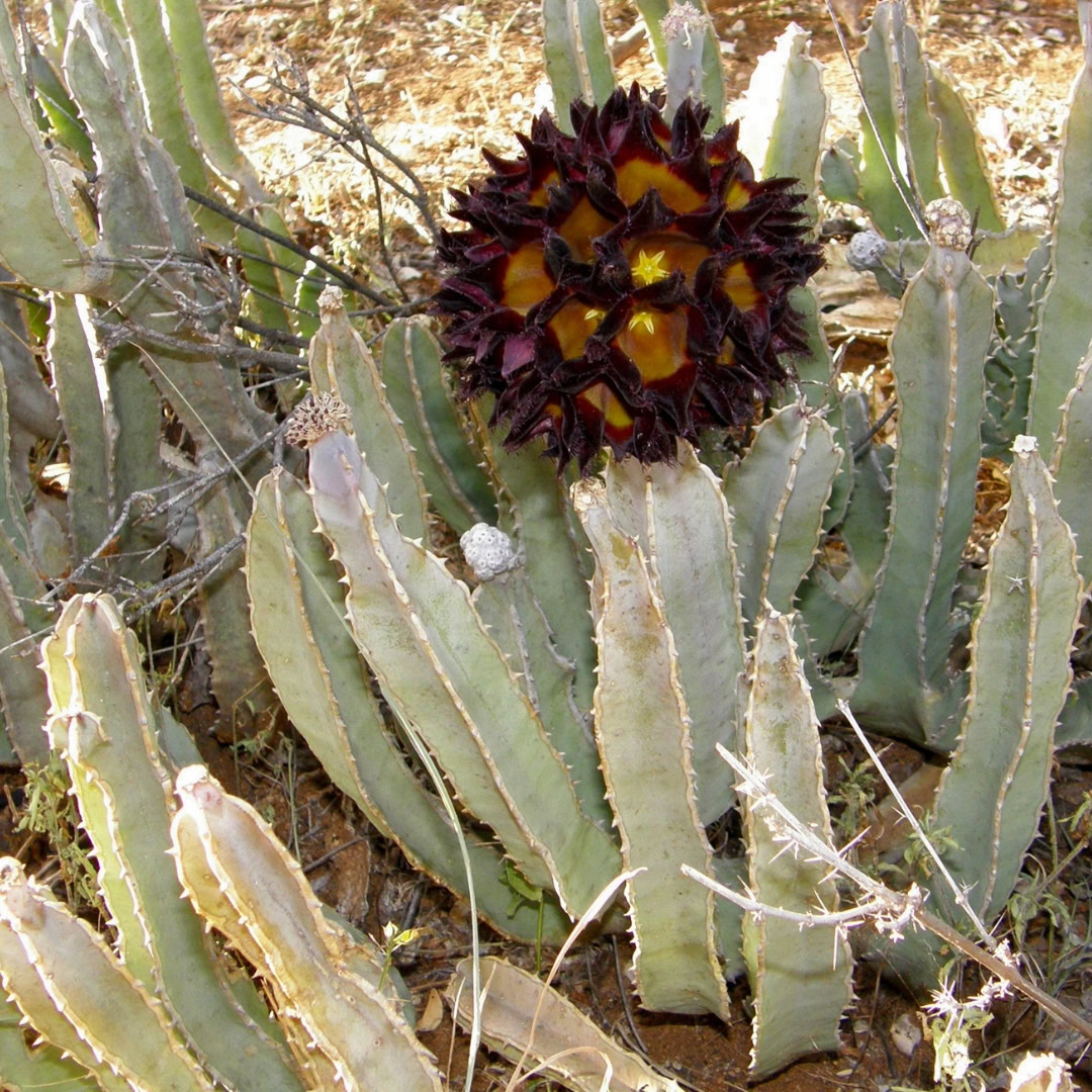 34 Suculentas Raras para conhecer, colecionar e cultivar 29 Caralluma speciosa