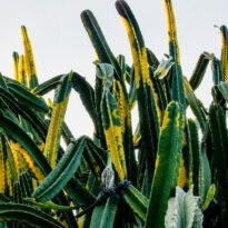 Cereus hildmannianus
