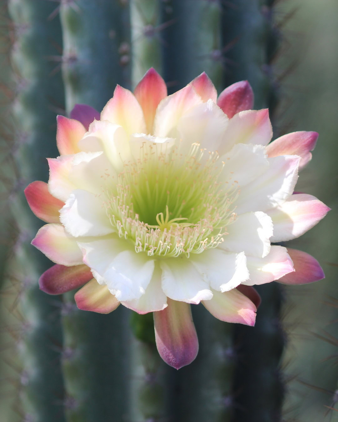 Cacto-brasileirinho - Cereus hildmannianus 2 Flor do Cacto-brasileirinho