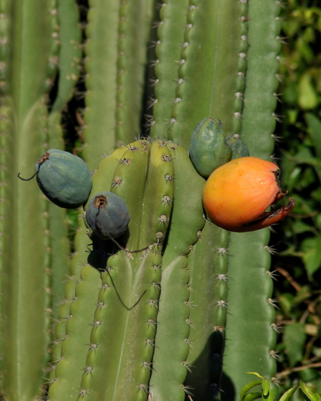 Cacto-brasileirinho - Cereus hildmannianus 4 Frutos do Cacto-brasileirinho.